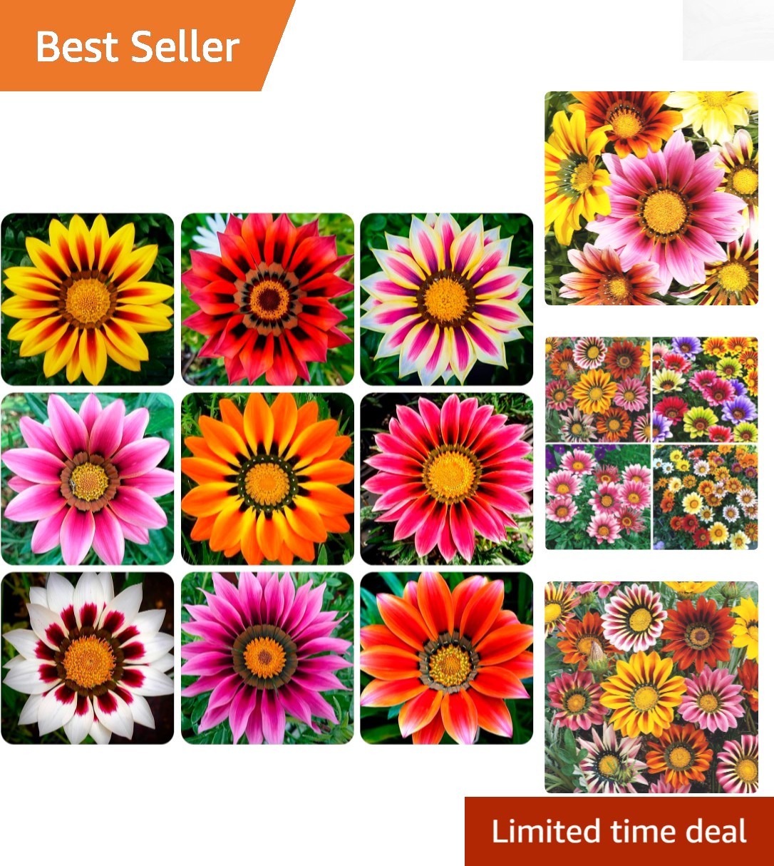 Gazania Splendens Ground Cover Seeds – 100 Count for Colorful Outdoor Displays