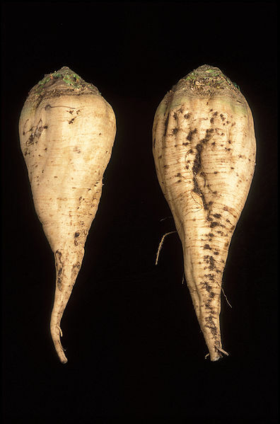250 Sugar Beet Seeds beta vulgaris