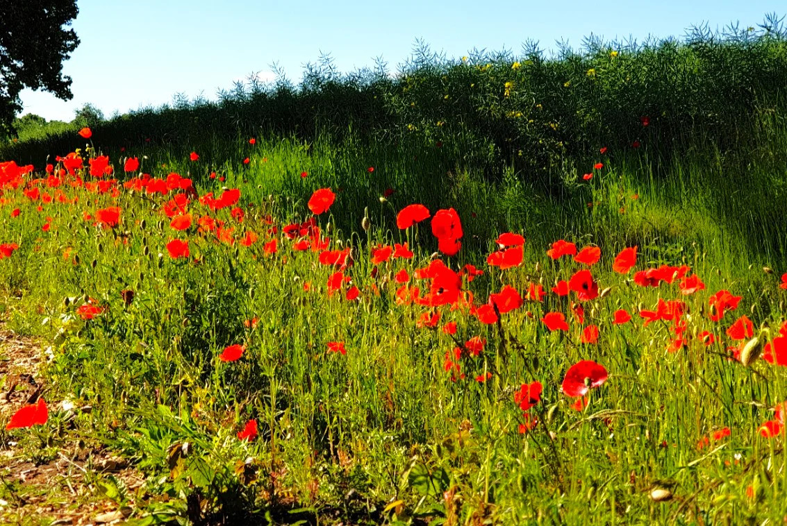American Legion Poppy Seeds | Red Corn Poppies Remembrance Day Flower Seed 2023
