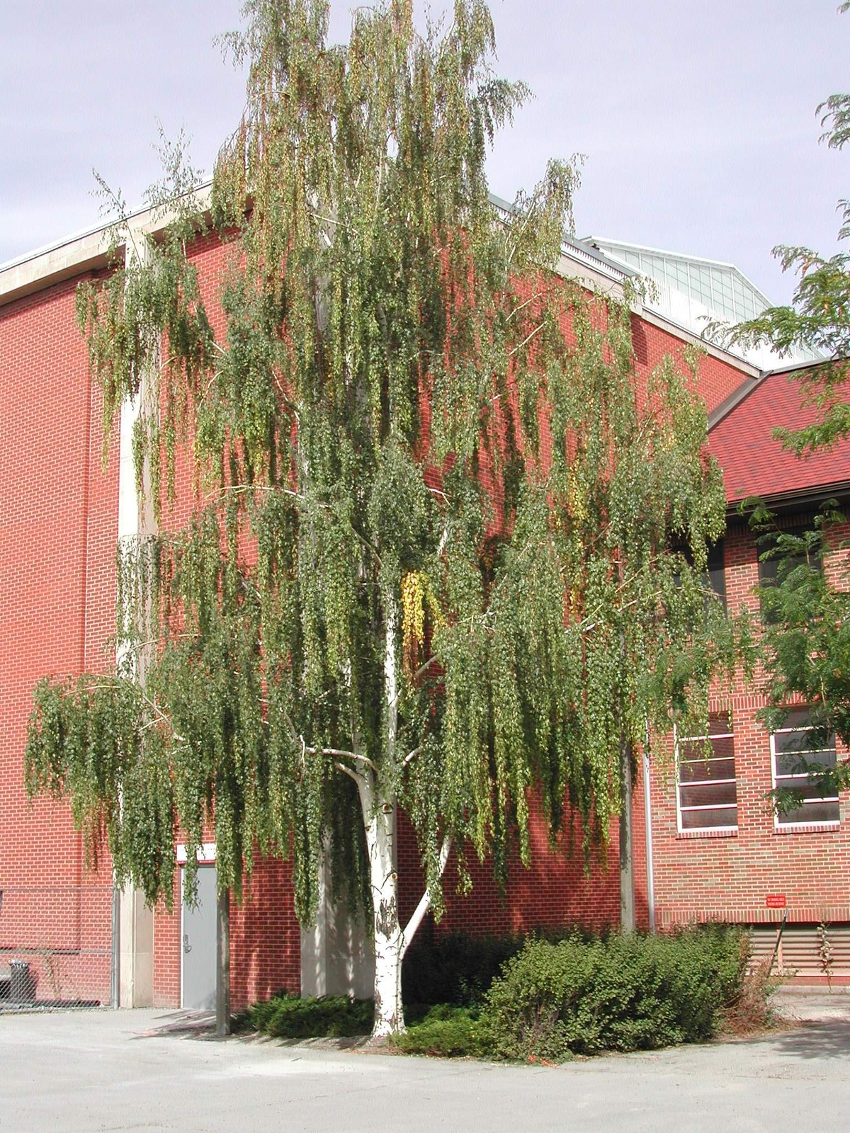 Weeping White Birch, (Silver Birch), Betula pendula alba, (Fast) Tree Seeds