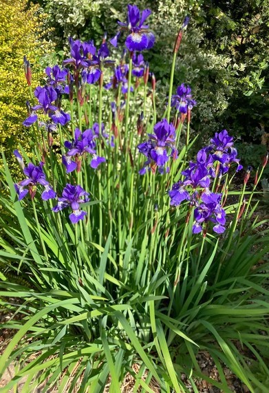 Siberian Iris ‘Caesar’s Brother’ Iris Sibirica 30 Seeds