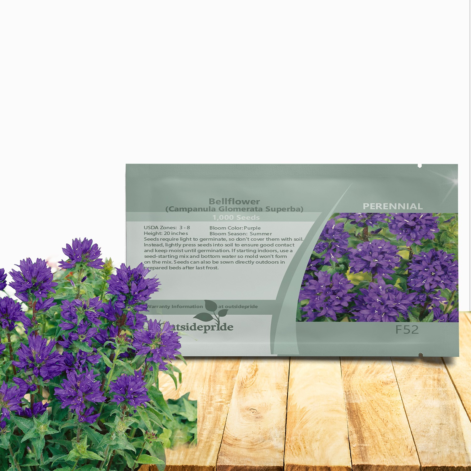 1000 Seeds Bellflower Seed – Bellflower Superba Perennial Flower Seeds