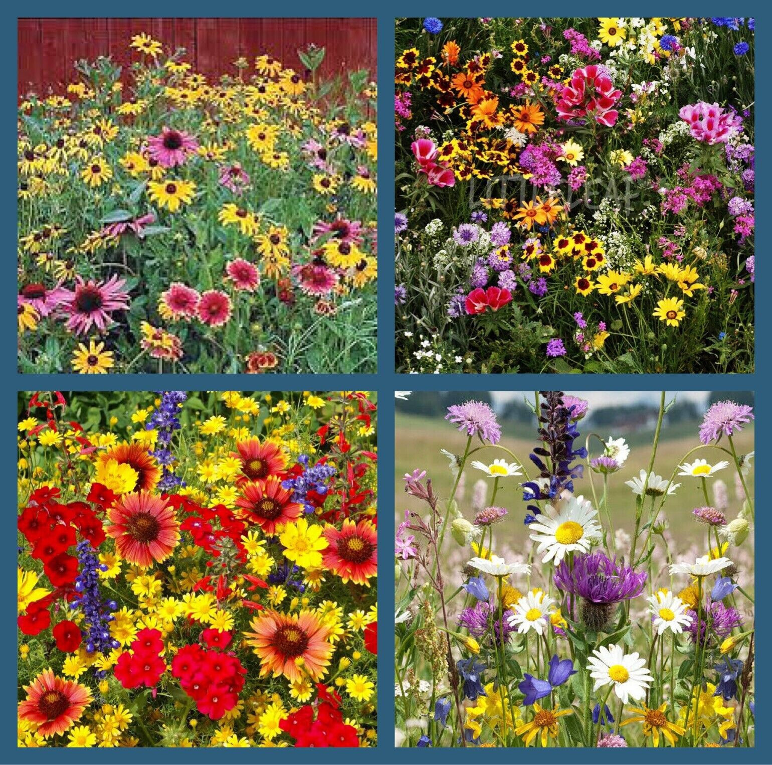 1000+ Annuals & Perennials WildFlower Mix Heirloom Pollinator Non-GMO Fresh Seed
