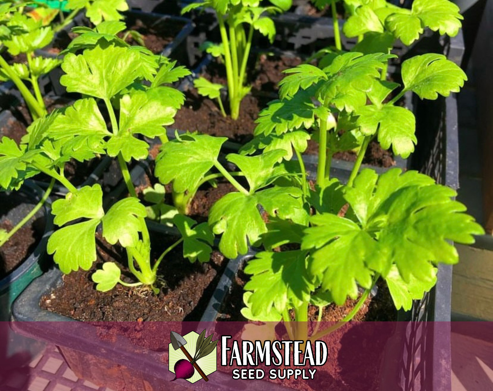 10,400+ Celeriac Seeds [Giant Prague] Vegetable Gardening, Heirloom, Non-GMO