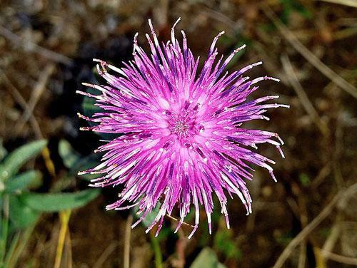 Centaurea nigra | Black or Lesser Knapweed | Hardheads | 10 Seeds