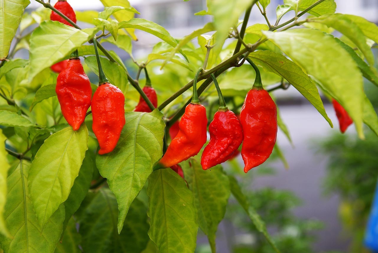 BHUT JOLOKIA * GHOST PEPPER * WORLDS HOTTEST * ONE MILLION SCOVILLE UNITS * HOT!