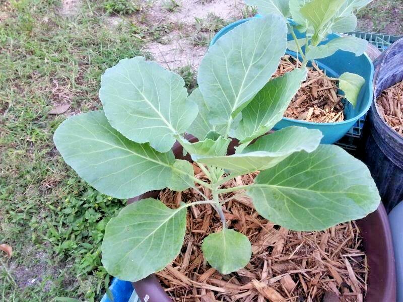 601+GEORGIA COLLARD GREENS Seeds Heirloom Vegetable Spring Fall Garden Container