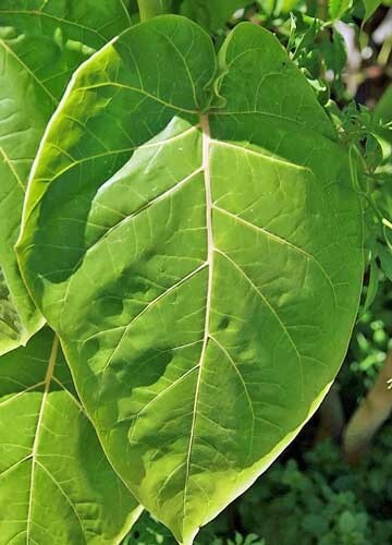 Solanum betaceum | Tree Tomato | 20 Seeds