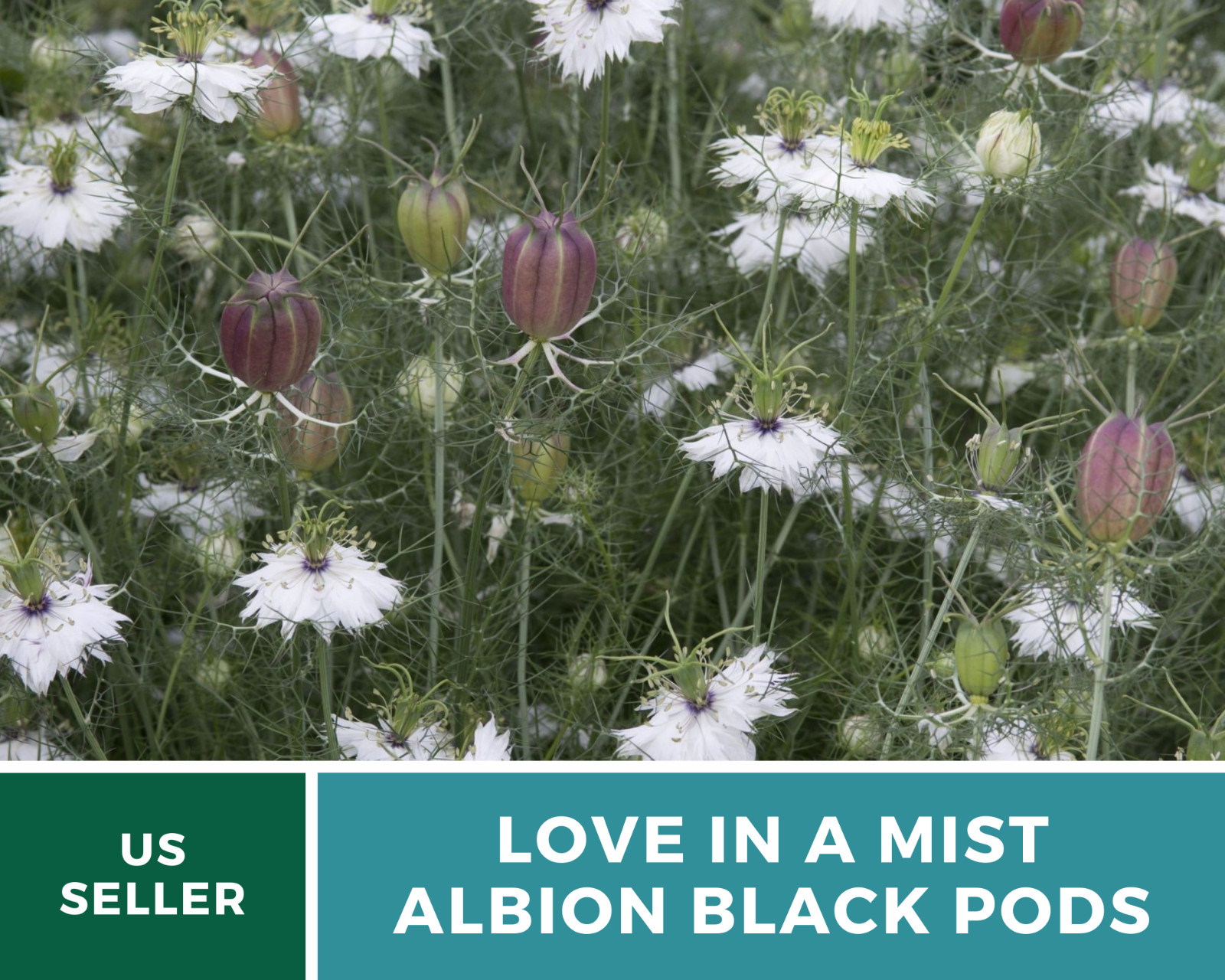 Love in a Mist, Albion Black Pods – 100 Seeds (Nigella Damascena)