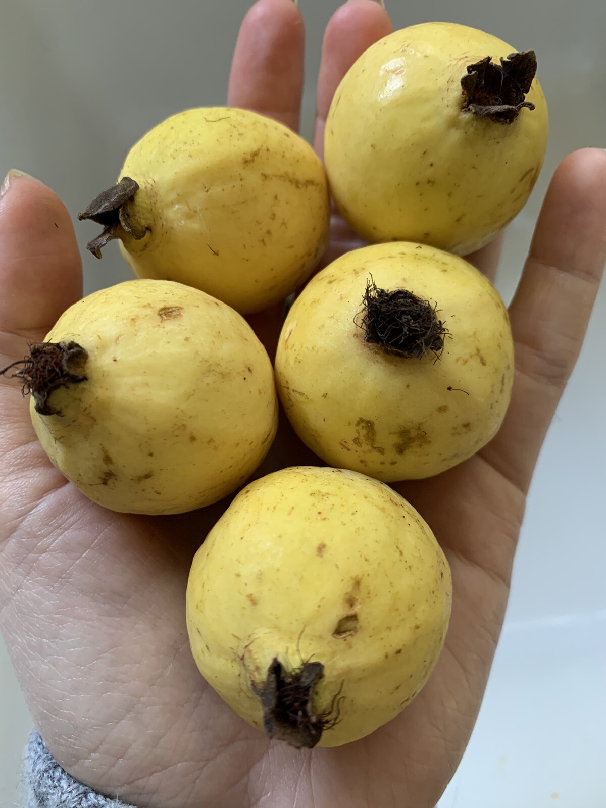 25 Mexican Guava FRUIT Seeds Yellow Rare Garden Organic NonGMO Grow Sweet Tree