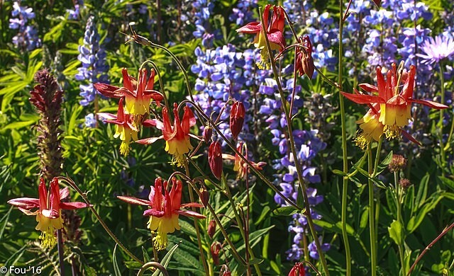 WESTERN RED COLUMBINE, 201 SEEDS, AQUILEGIA FORMOSA, SITKA COLUMBINE USA, NO GMO