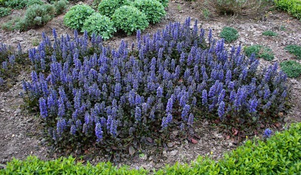 10 Ajuga reptans ‘Bugleweed’ ground cover~ Rooted Cuttings / STARTER plants