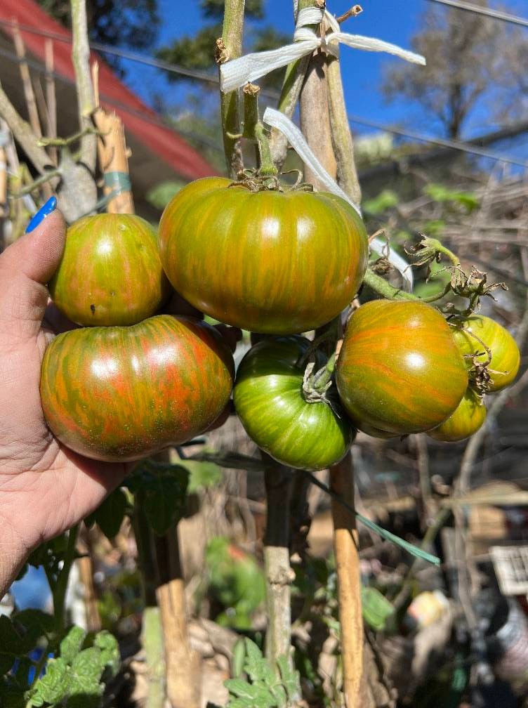 10 seeds Dwarf Peppermint Stripes Tomato ORGANIC Rare DTP
