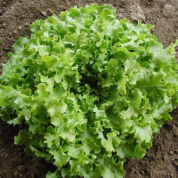 1 Gram Fresh | NON-GMO | Salad Bowl Leaf Premium Lettuce Seeds-B 44