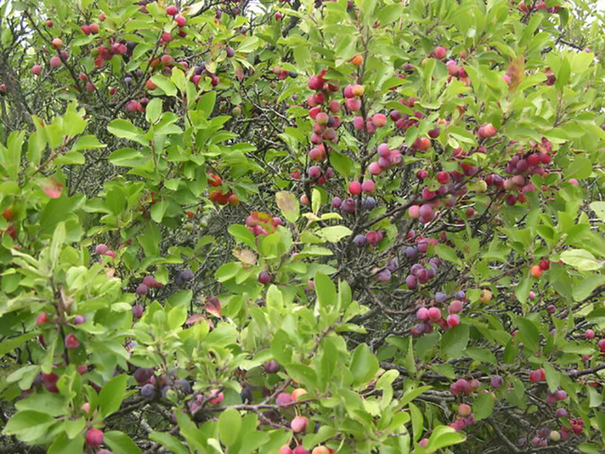Beach Plum, Prunus maritima, Shrub Seeds