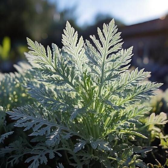 Wormwood Seeds – Artemisia – Medicinal Herb Seeds FREE SHIPPING! USA