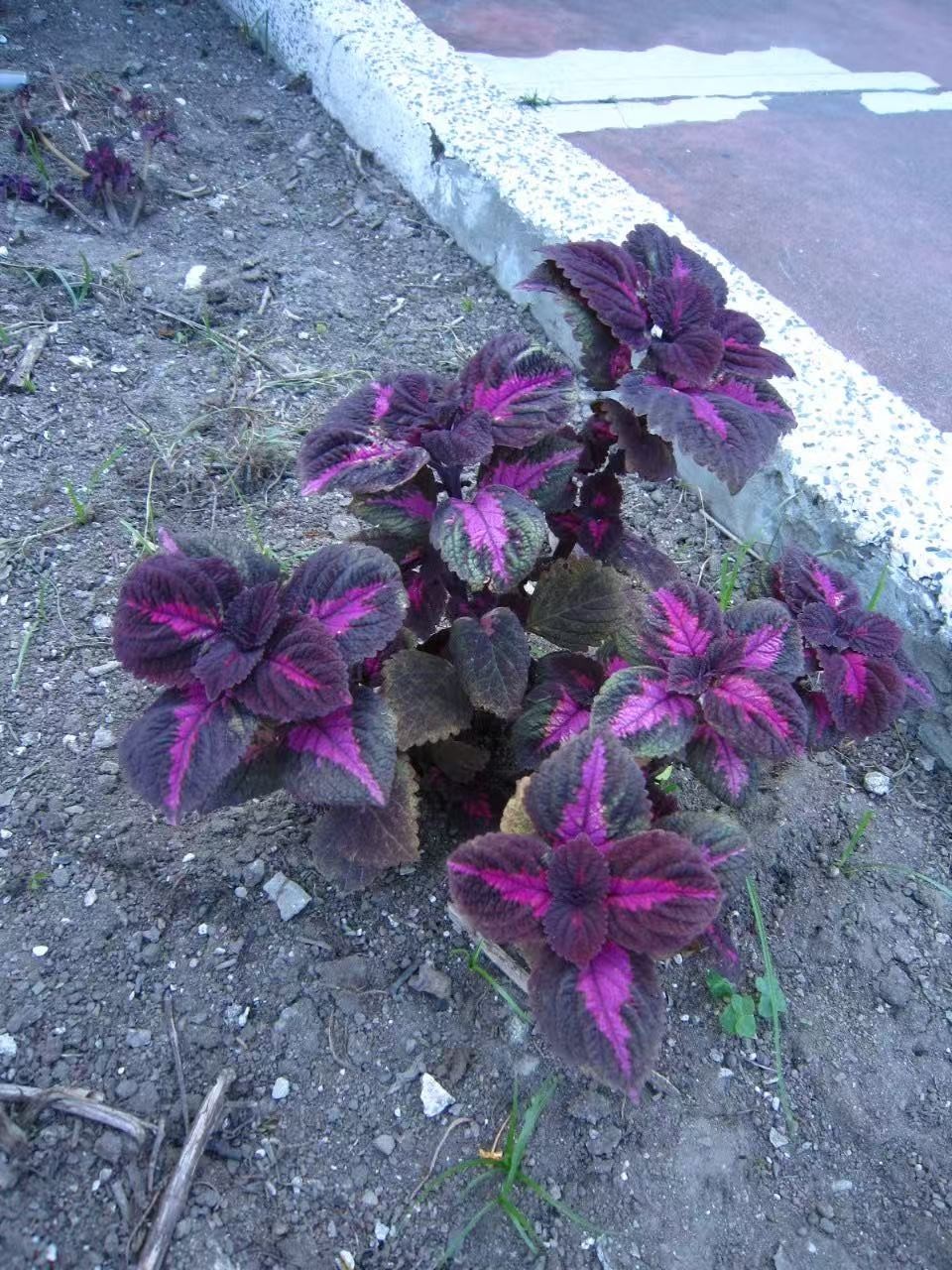 Coleus Black Purple 20 seeds / Coleus scutellarioides.(#3291)