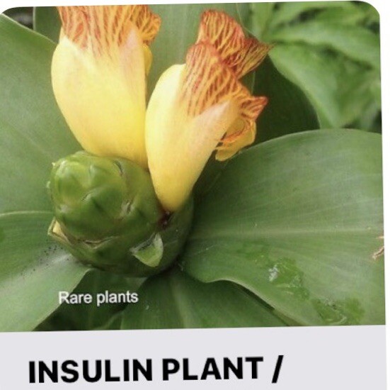 INSULIN PLANT /Fiery Costus / Spiral Flag (1 Rhizome) BLOOD SUGAR SUPPORT.