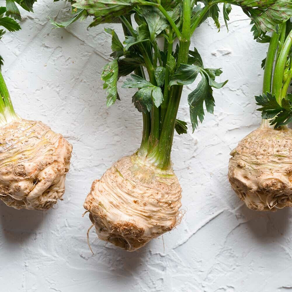 SCARBOROUGH SEEDS Celery Root (Celeriac) 500 Seeds Non GMO Garden Seeds