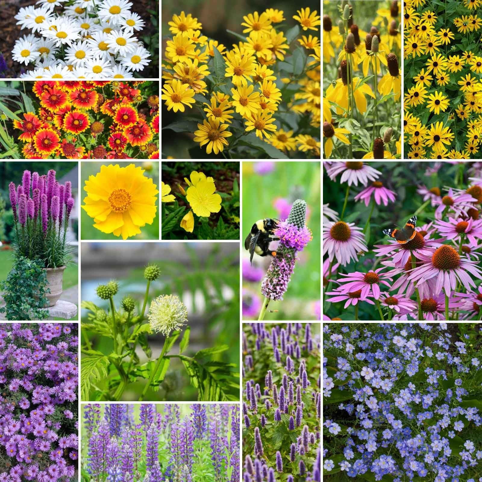 Midwest Perennial Wildflower Seed Mix – 120,000+ Seeds, Attracts Pollinators, Pl