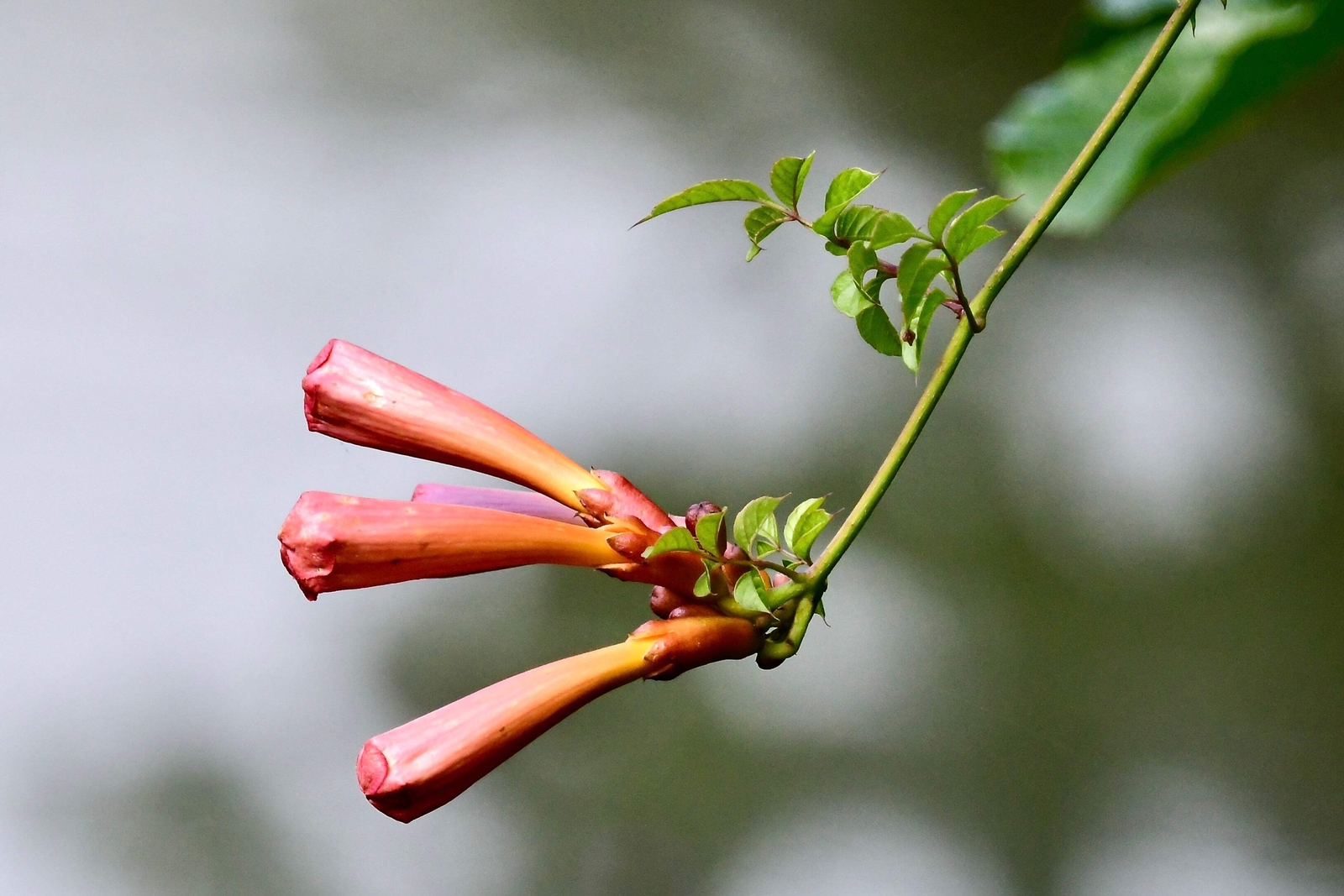 25 HUMMINGBIRD TRUMPET CREEPER VINE Campsis Radicans Flower Seeds *Flat Ship