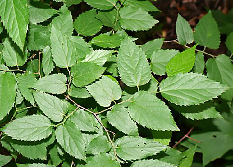 Hackberry, Celtis occidentalis, Tree Seeds