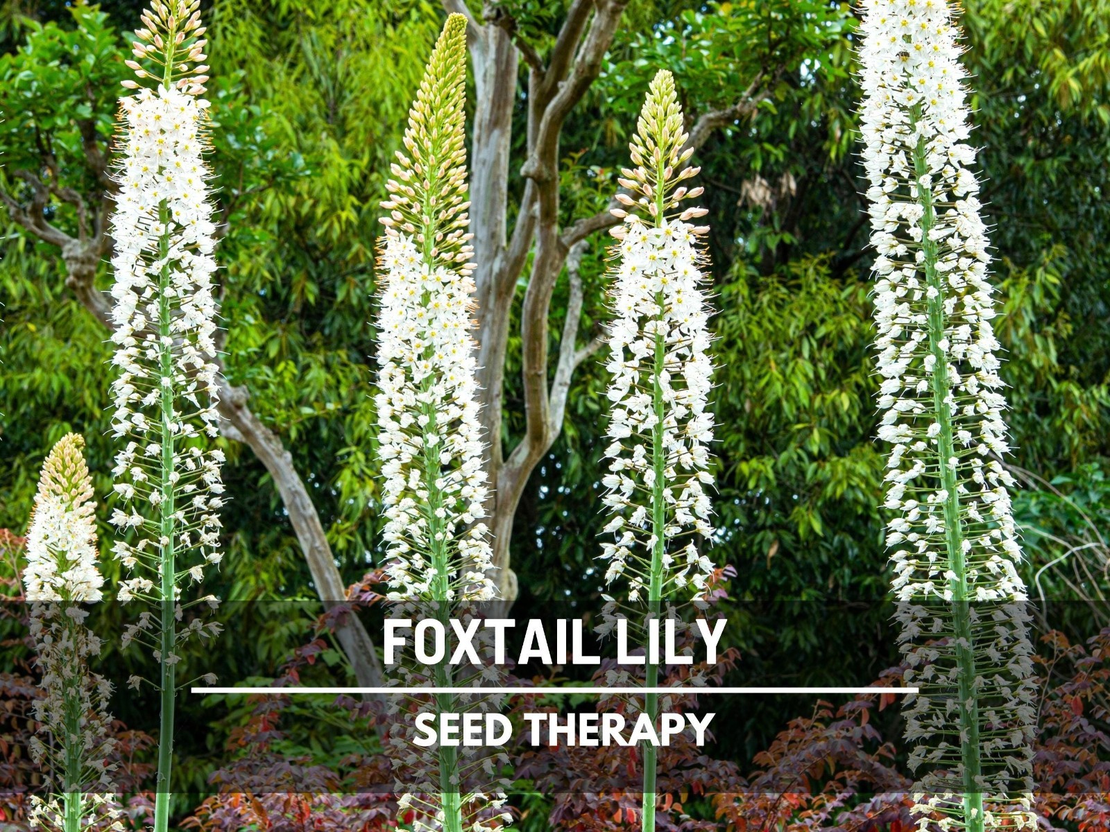 Foxtail Lily Seeds – Desert Candle, Evergreen Perennial, Towering Flowers