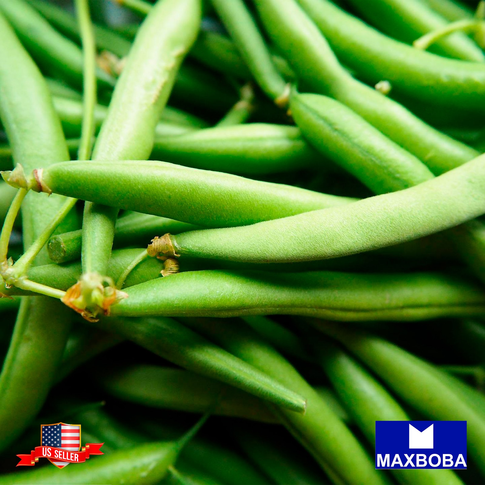 16 Bush -Jade Bean Fresh Seeds – Non-GMO Heirloom Vegetable