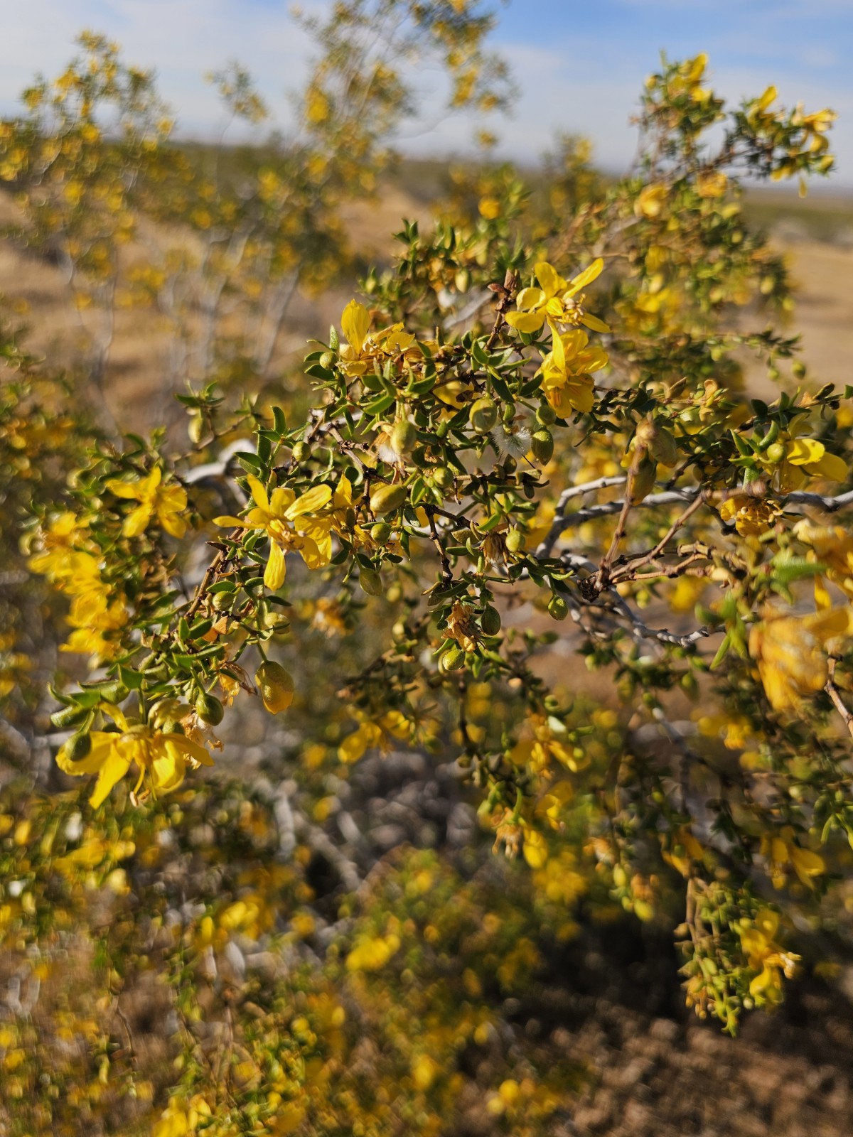 100 Creosote Bush Seeds (Larrea tridentata) [Cold Hardy 5-10F] – CA Native