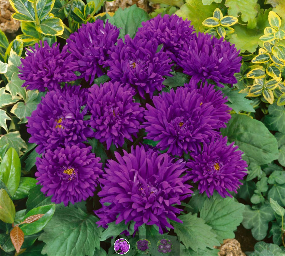 50 Seeds ASTER MILADY MIX Callistephus Dwarf, 10” tall, 3” flowers, fresh