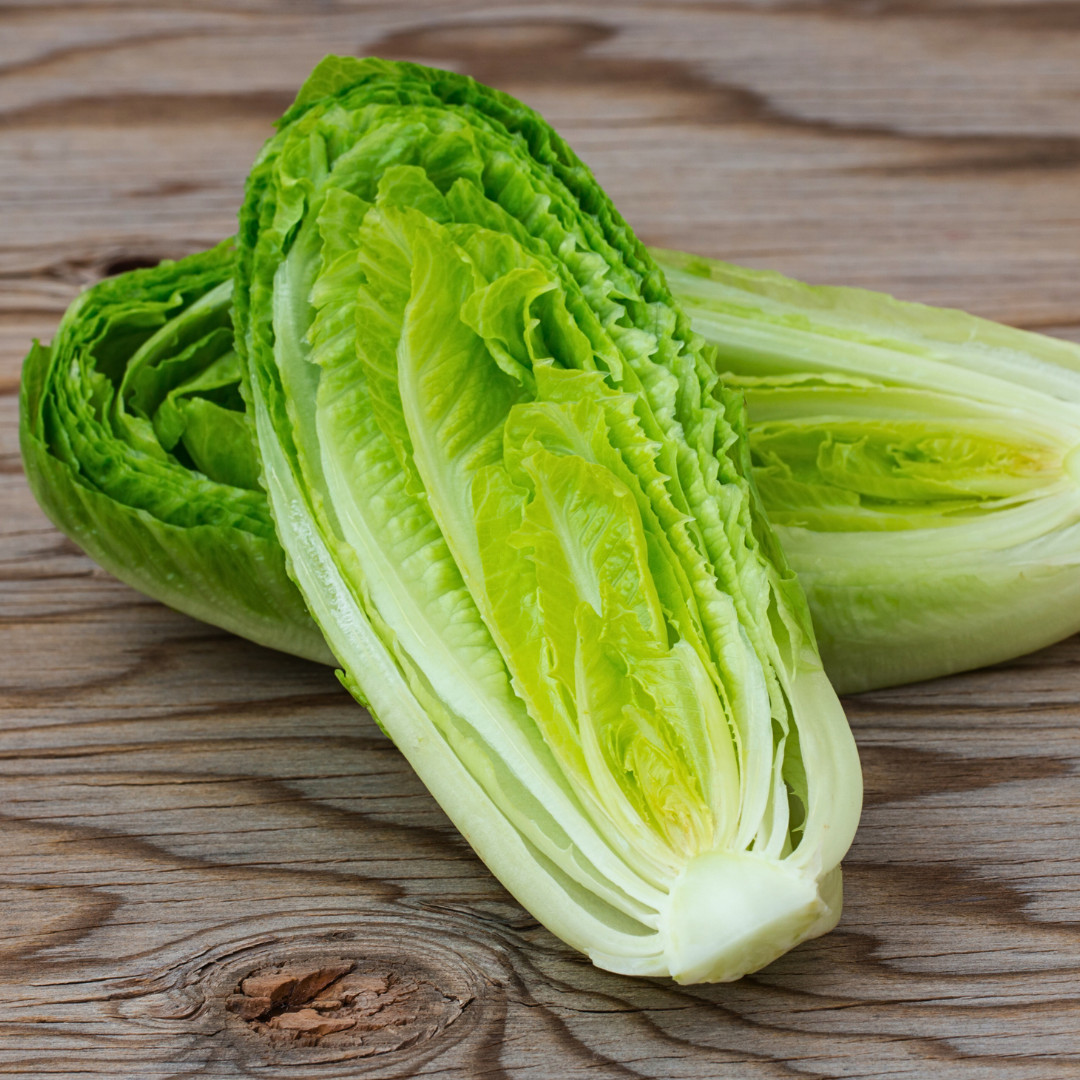 Fresh Crisp Giant Caesar Romaine Lettuce Seeds| Heirloom Non-GMO | Vegetables