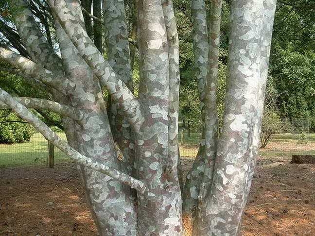 Lacebark Pine, Pinus bungeana, Tree Seeds (Showy Hardy Evergreen, Bonsai)