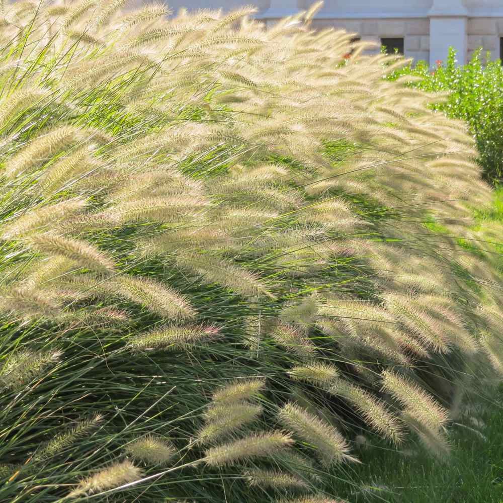 200 Seeds Pennisetum Fountain Grass Drought Tolerant Ornamental For Xeriscaping