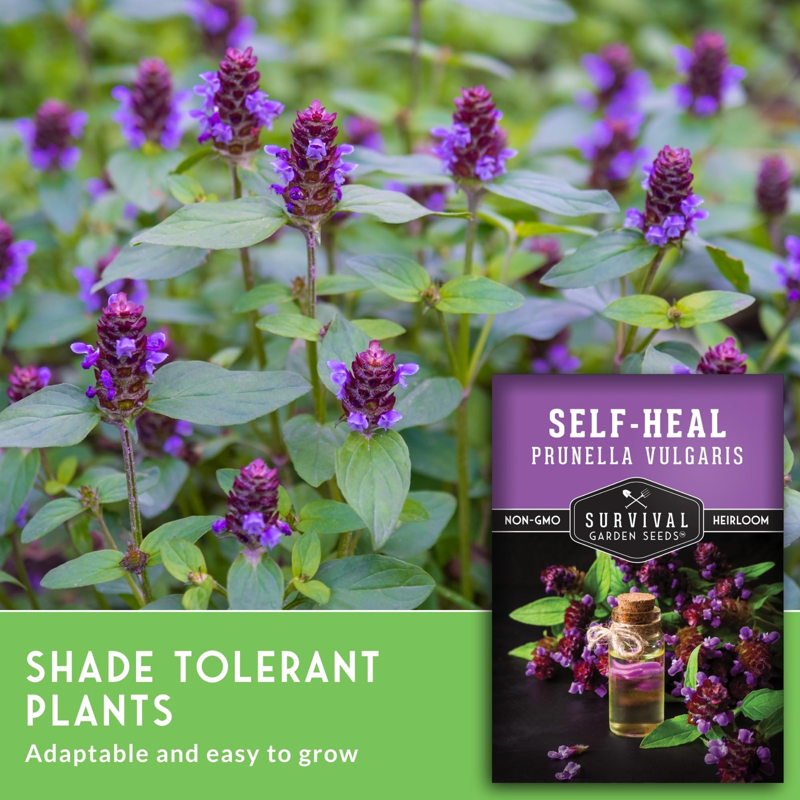 SelfHeal Seeds for Planting Hardy Perennial Ground Cover & Pollinator Herb
