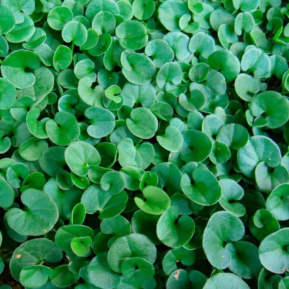 5 LBS Dichondra Seed For Planting – Dichondra Repens Ground Cover Seeds