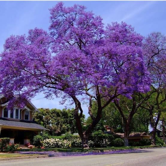 Jacaranda Mimosifolia Bonsai Tree Seeds (1,000 Seeds) + Growing Instructions