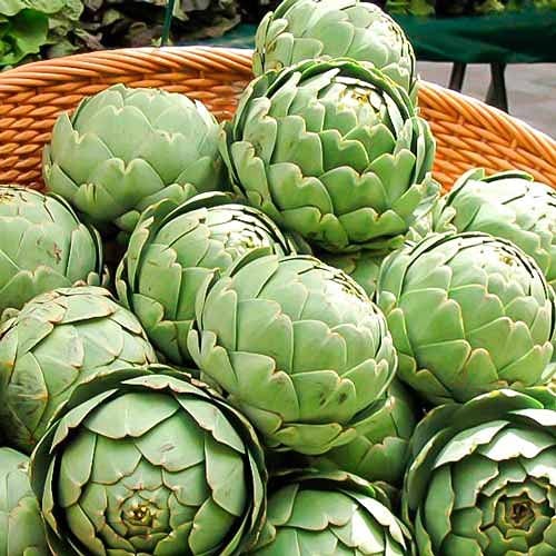 – Seeds Green Artichoke Heirloom Vegetable Non GMO