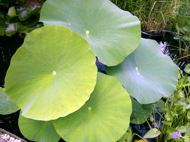 5 POLYPHYLL RED LOTUS SEEDS – Nelumbo Nucifera