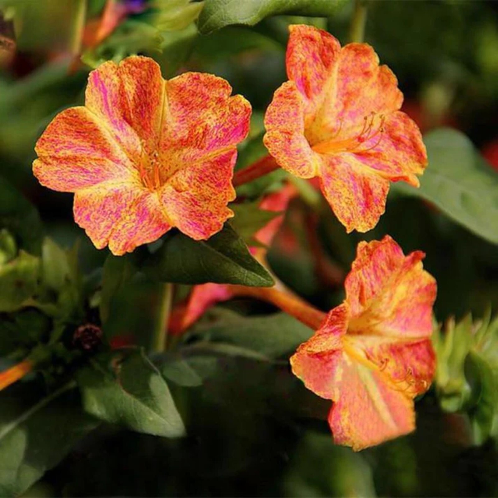 25 Red Dot 4 O’Clock Seeds Fragrant Flowers Perennial Mirabilis Jalapa
