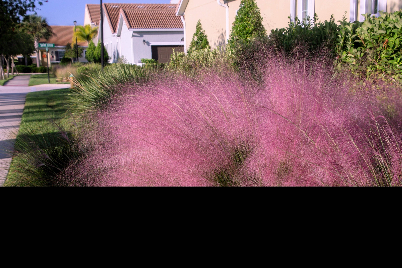 40 PINK MUHLY GRASS Cotton Candy Grass Muhlenbergia Capillaris Native Seeds