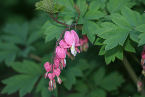 Organic Bleeding Heart Flower Seed Seeds qty200 Perennial USA Plant Fall Spring