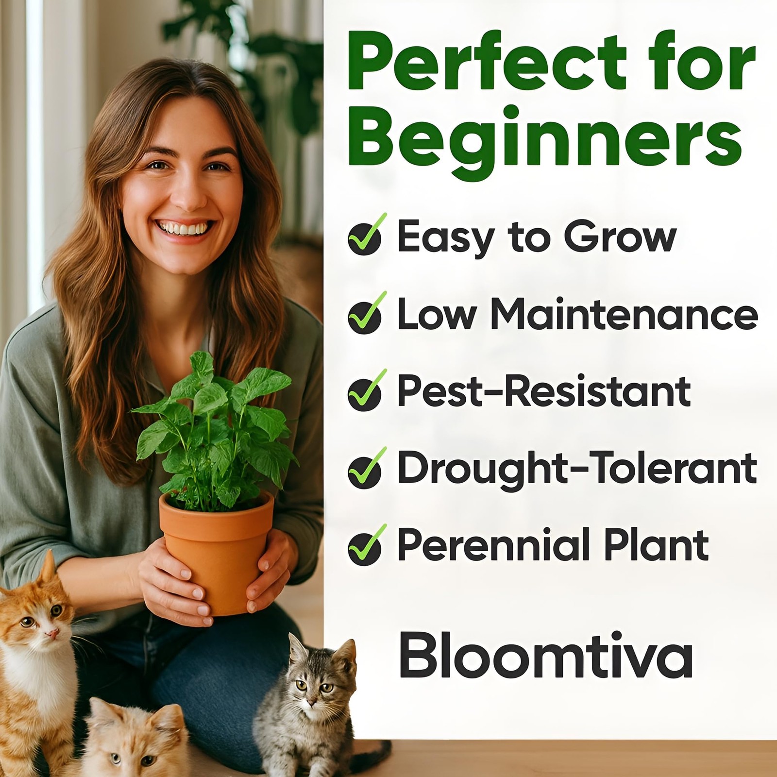Catnip Seeds for Planting Indoors & Outdoors – High Germination Rate, Bulk Pack