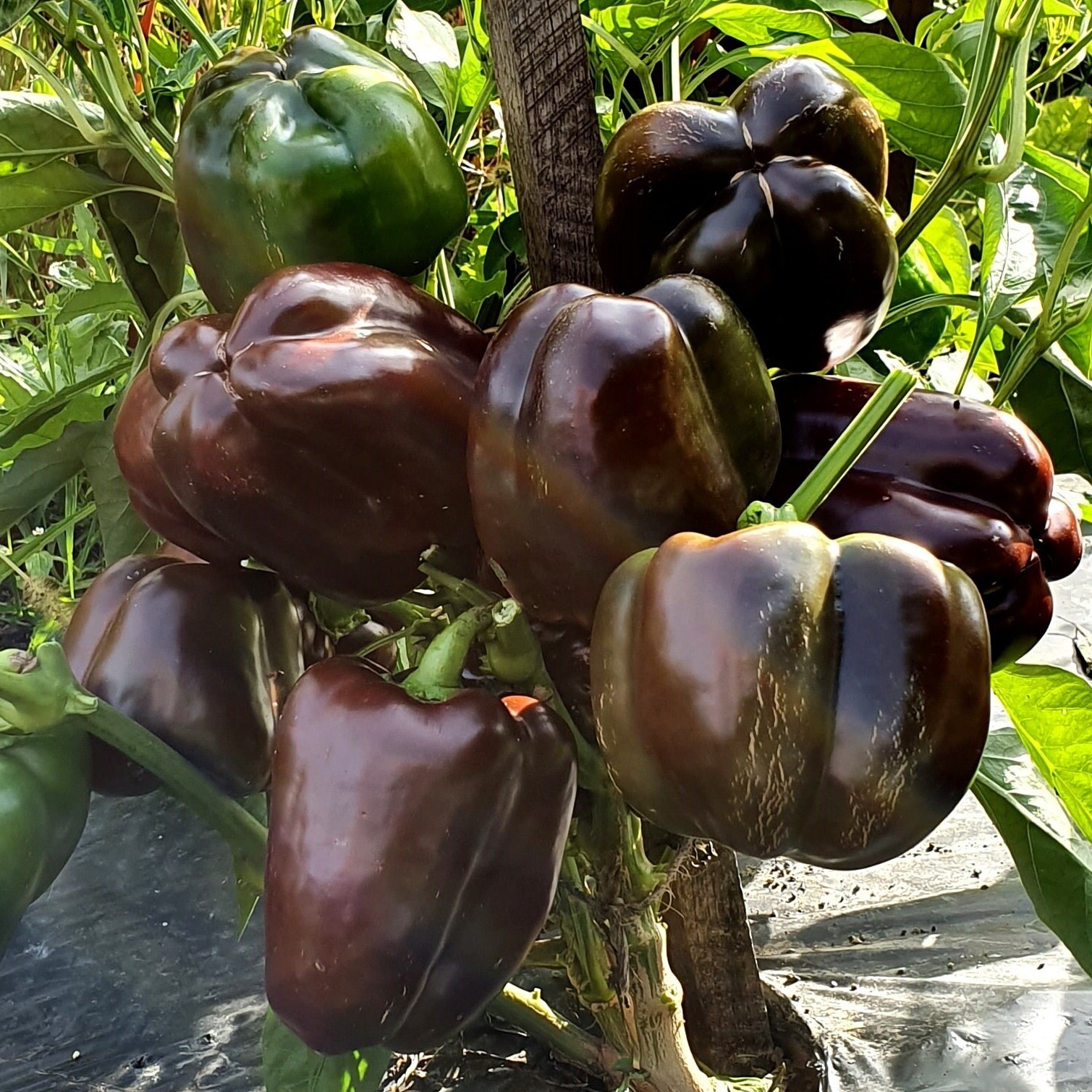 Chocolate Bell Pepper Seeds, Sweet Heirloom, Non-GMO, Organic, Free Shipping