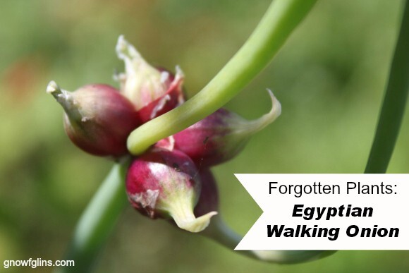 10 Egyptian Walking Multiplier Onions Top Sets Perennial Organic Heirloom
