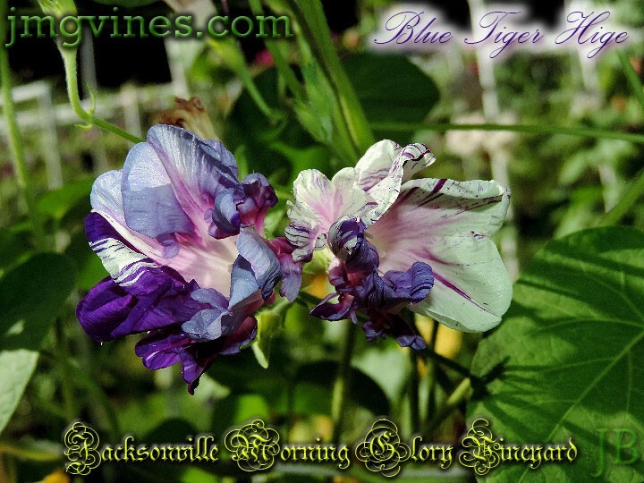 Blue Tiger Hige Ipomoea Purpurea Morning Glory 6 Qty