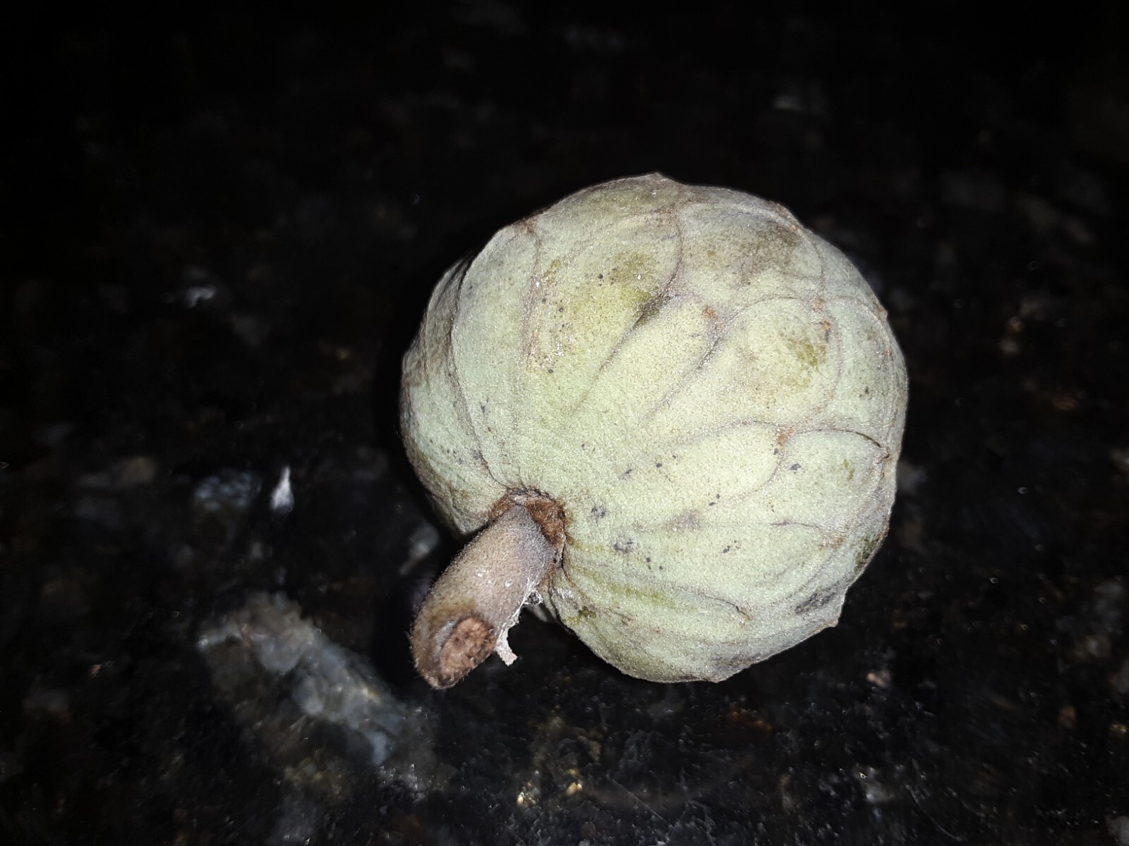10 Organic Cherimoya/Custard Sugar Apple Tropical Fruit Seeds.US grown seeds.