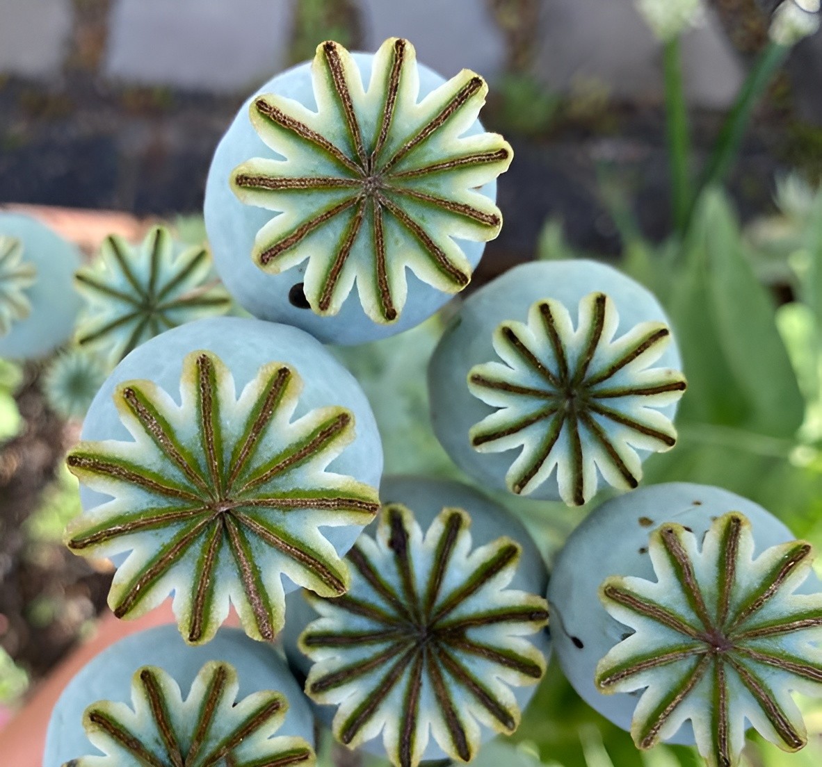 1,500 Jimi’s Snowflake Poppy Seeds –P. Somniferum – White Intricate Snowflakes!