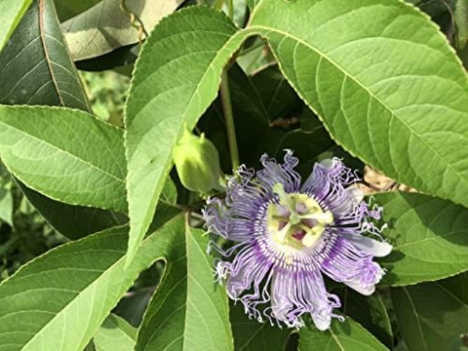 Vibrant Passion Flower Seeds – Organic 30 Count for Pollinator-Friendly Gardens