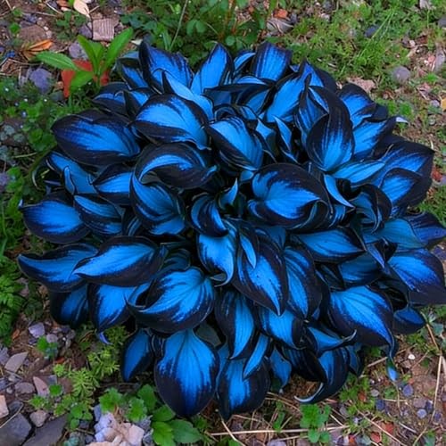 Hosta Seeds for Planting, 290+pcs Rare Perennial Hosta Flower Seeds, Non multi