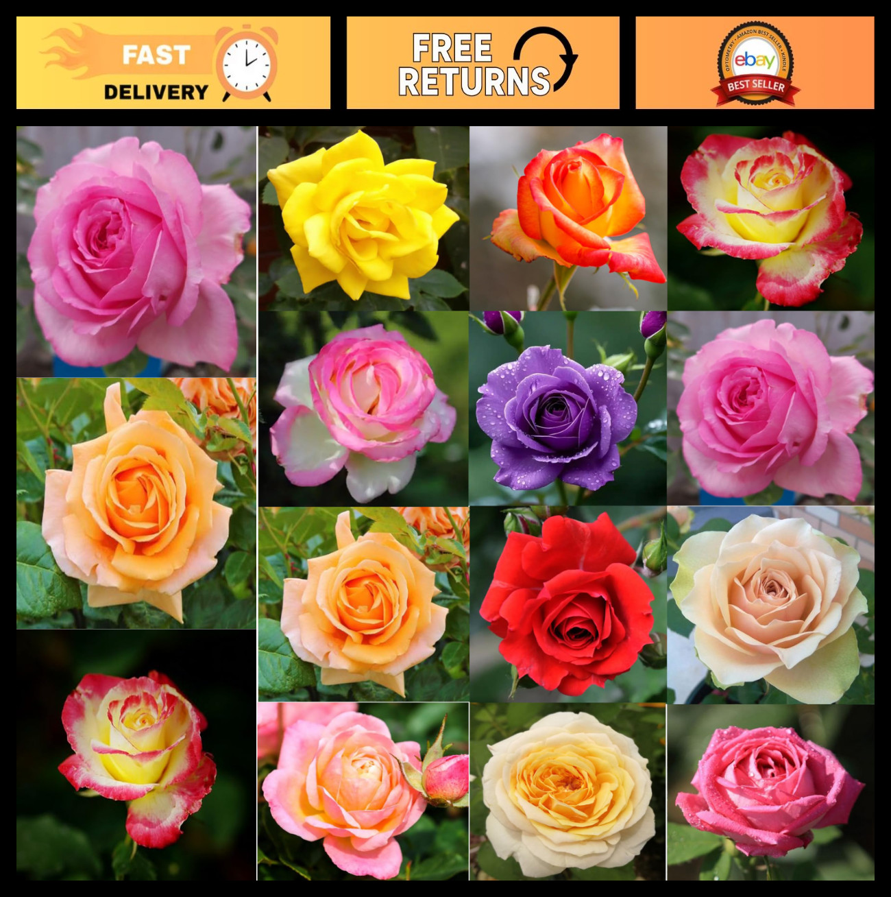 100PCS Mixed Rose Seeds – Lush Perennial Blooms, Heirloom Flower Seeds for Garde
